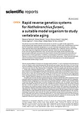 老化研究の新モデル “超速成長・超速老化魚ターコイズキリフィッシュ” の遺伝子機能高速解析系を開発
